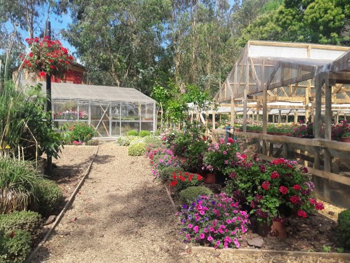 Vivero Garden Flower. Hualqui.