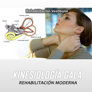 Rehabilitación Vestibular.
- VPPV (Vértigo posicional paroxístico benigno)
- Vértigo post Traumatismo.
- Cinetosis (vértigo y mareos a causa del movimiento).
- Disfunción de oído interno, desprendimiento de otolitos.