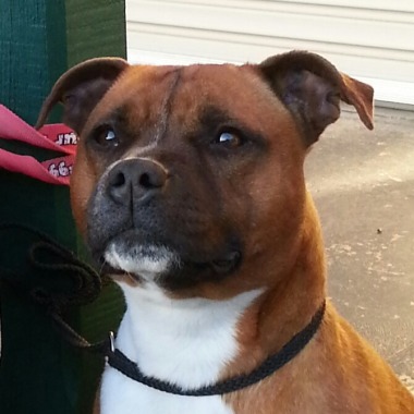 Ritas Dog Wash N Klip
