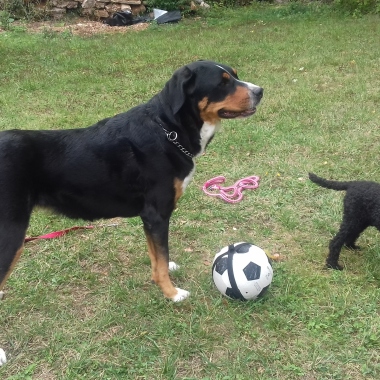 Allo! Garde Chiens Et Chats