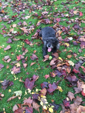 Tired out from chasing leaves 