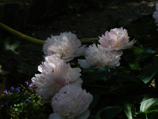 Soins aux plantes et arbustes à fleurs, plantation, entretien et conseil, création de massifs,...