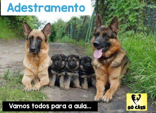 Adestramento em domicílio