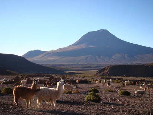 Recorremos paisajes altiplánicos prístinos.