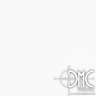 Dmc Phtography
