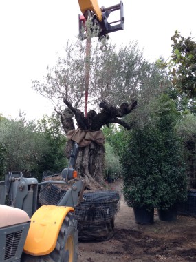 Plantation Olivier Bi-centenaire