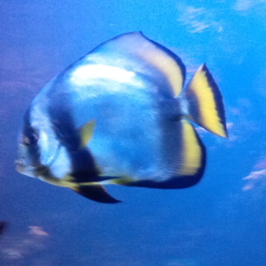 Nassima Fenniche 