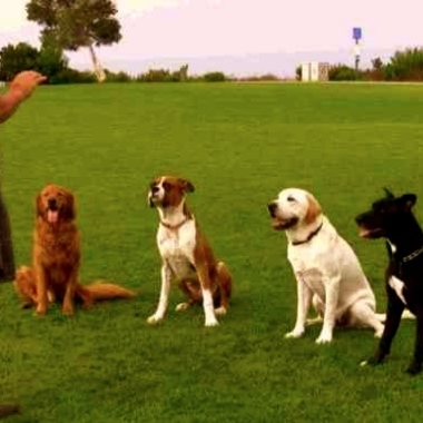 Angel Pazmiño ( Pet Trainer )