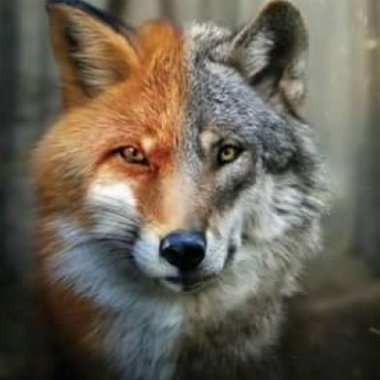 The Fox