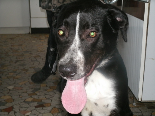 voici démon mon chien