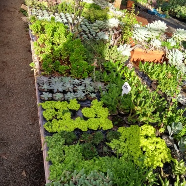 Jardim Dos Cactus