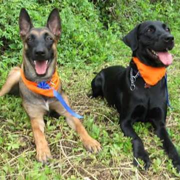 Caninos Alpha 