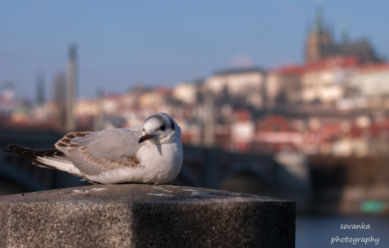 The gull and the castle