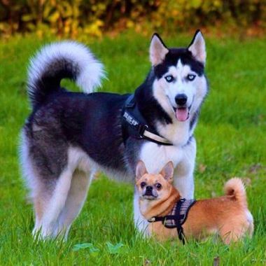 Paseo Perros
