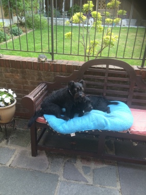 A spot of sunbathing for us this morning