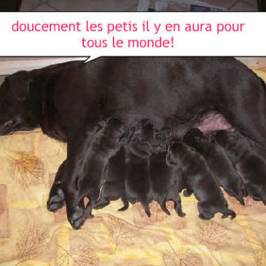 Tournoux Élisa - Garde D'Animaux