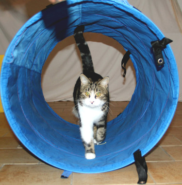 Cat Agility
http://www.cosmochats.com/cat-agility-chats-et-chatons-lyon.html