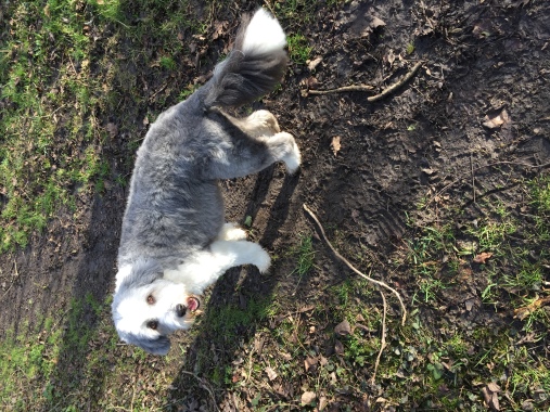 Chilly but sunny walk with Tasha 
