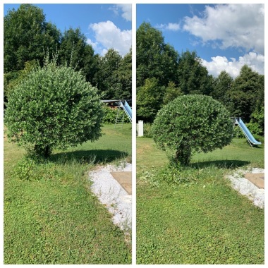 Bohl Espace Vert/Élagage
