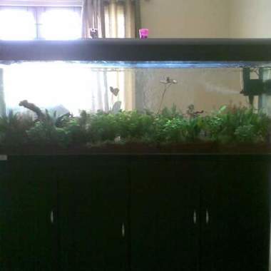 M H International Aquatics & Pets