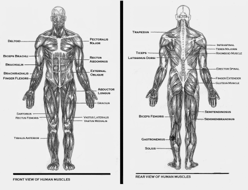 Full front and back muscle structures