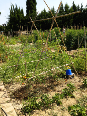 jardin partagé bio à Lattes
