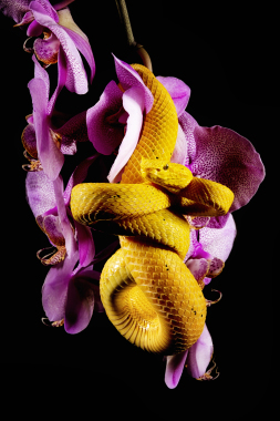 Photography Serpents venimeux