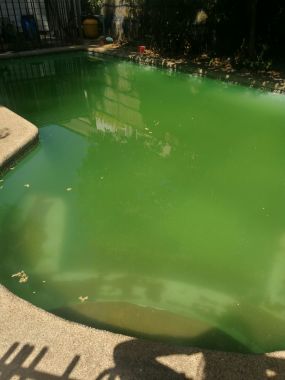 visita cliente con agua tomada por algas