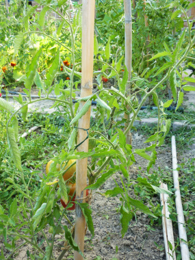 Plan de tomate bio