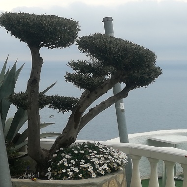 Mantenimiento De Jardines J.C.A