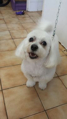 Bijou
