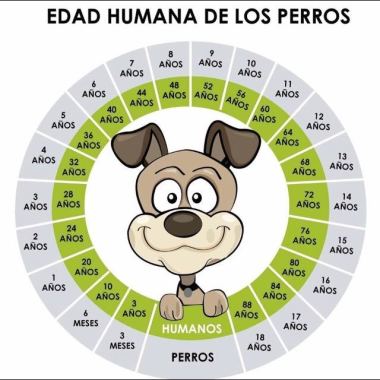 Pet & Fit