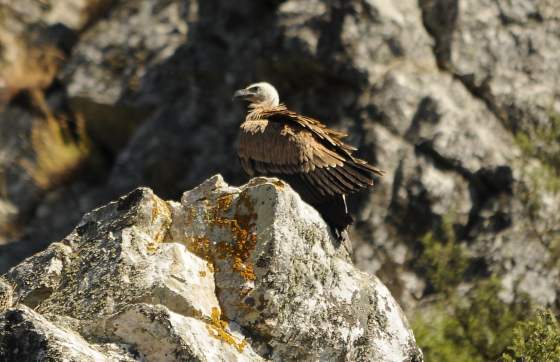 Grifo-Comun (Gyps Fulvus) buitre lonardo