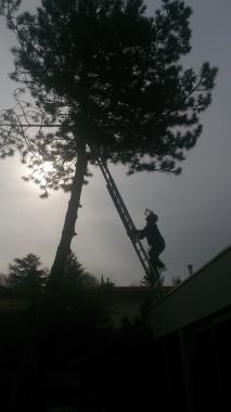 L'élagage des arbres demande de la prudence et des équipements de sécurités, de la précision , une bonne maniabilité de la tronçonneuse .