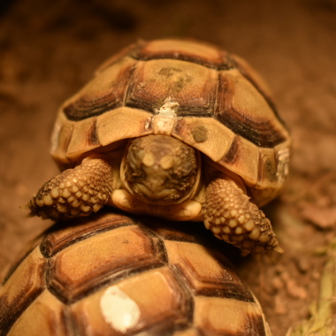 Natur Und Tierfotografie Svahn
