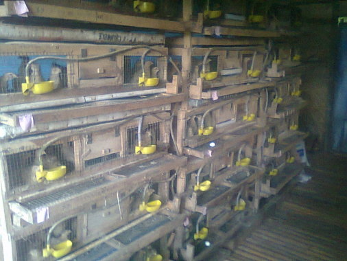 kandang awal dengan kapasitas 1000 ekor