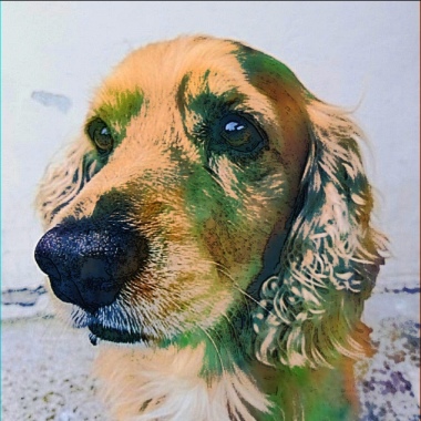 The King Of The Dog