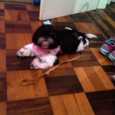 Veronica Dogwalker, Petsitter, E Pethotel
