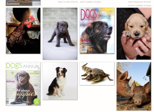 Animal photography - location & studio