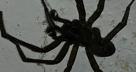 Spider Removal Coquitlam