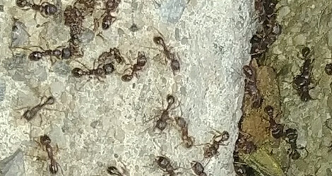 Ant Extermination Coquitlam