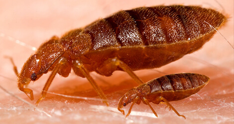 Flea Removal Coquitlam
