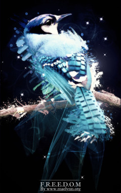 Photomanipulation autour d'un oiseau