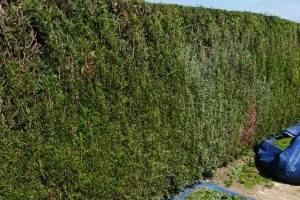 taille a cote de le cateau en cambrésis