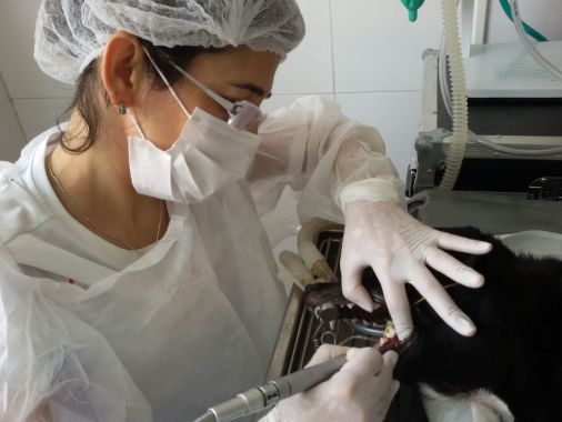 Odontologia-profilaxia dental