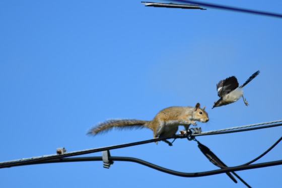 Bird attacking a squirrel 