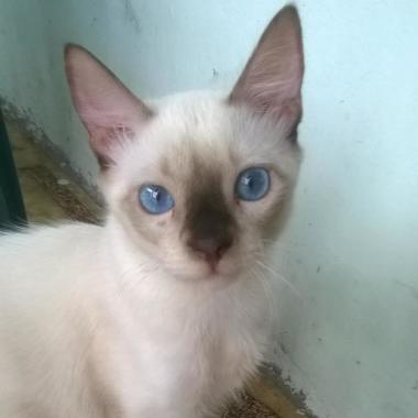 Petcare