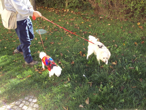 Serviço de Dog walker diário - Agualva