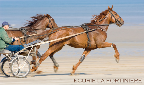 Web reportage 