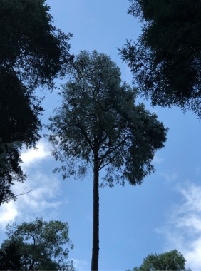 Naturaleza